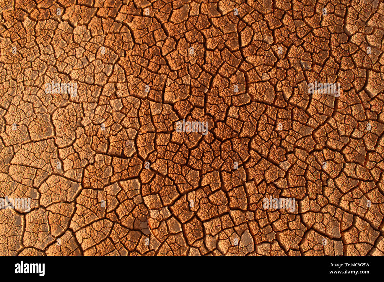 natural pattern, texture, abstract and background in nature Stock Photo