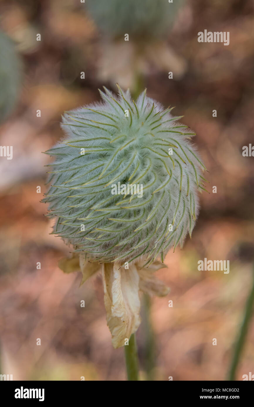 Seed Head of Anemone Flower Blooms in Wilderness in Oregon Stock Photo