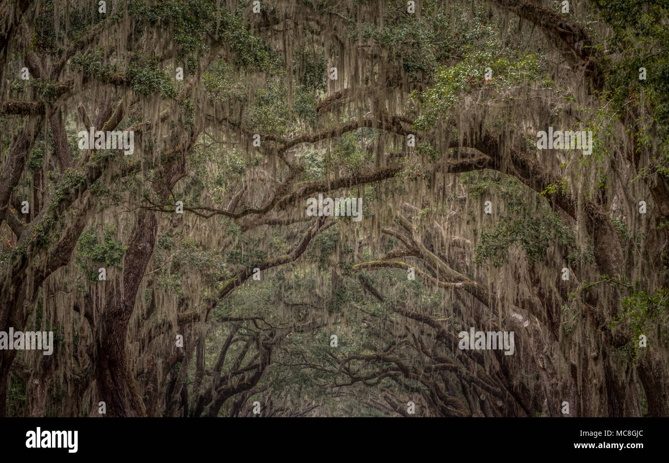 Spanish Moss Growing on Live Oak Trees Stock Photo Alamy