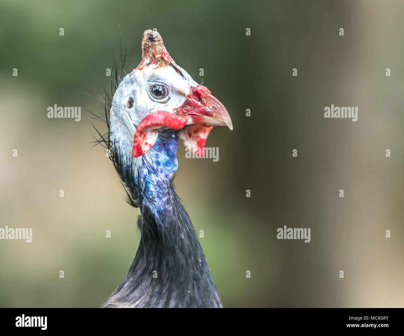 Guineafowl [Numida meleagris]. Barbados Wildlife Reserve. Stock Photo