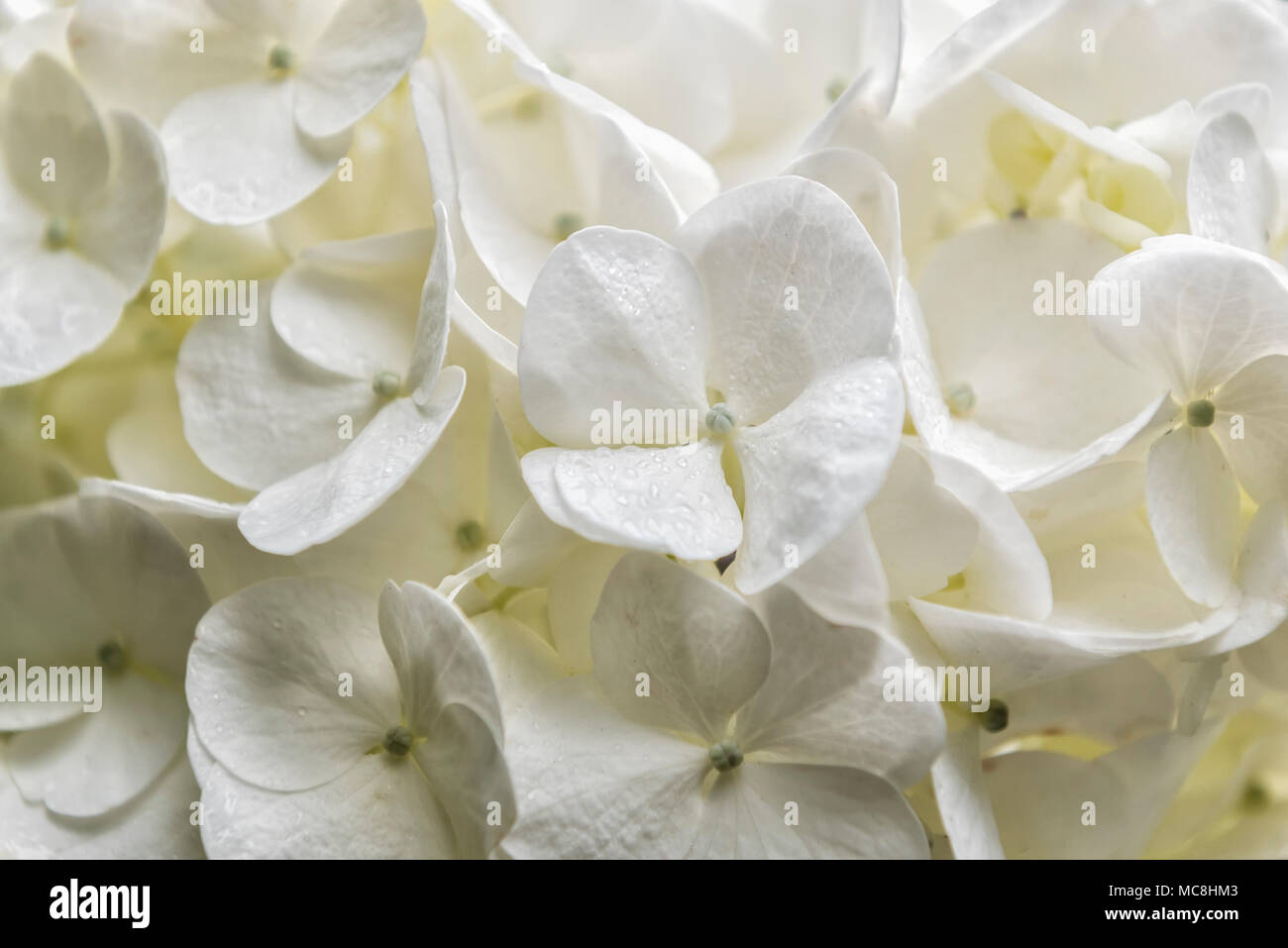 Blooming white hydrangeas hi-res stock photography and images - Alamy