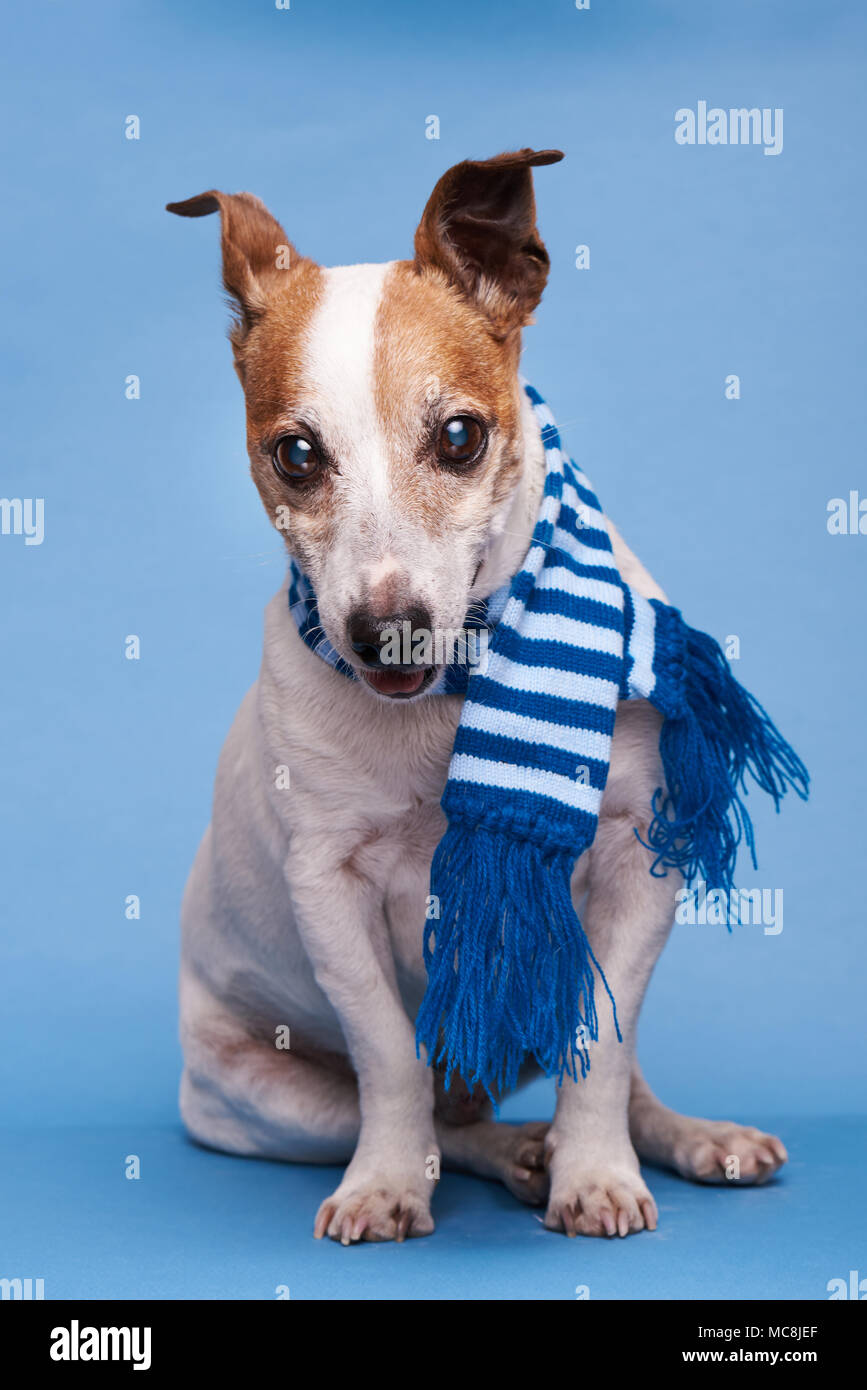 Dog sitting with scarf for bad weather in studio light Stock Photo