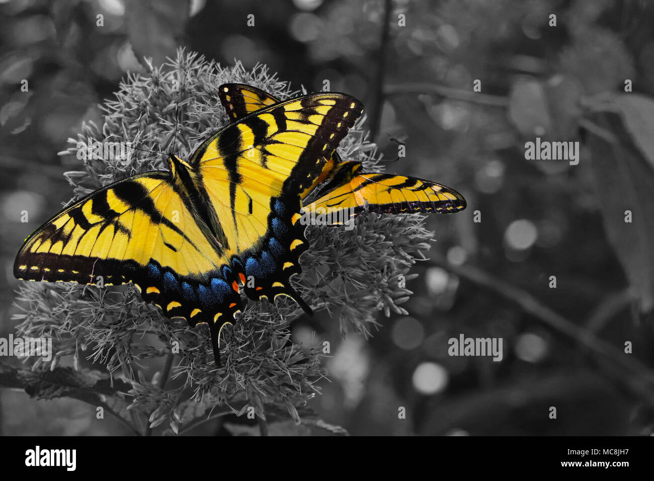 Two friendly butterflies stopping on a flower for a break. Edited to put  emphasis on patterns and colors Stock Photo - Alamy