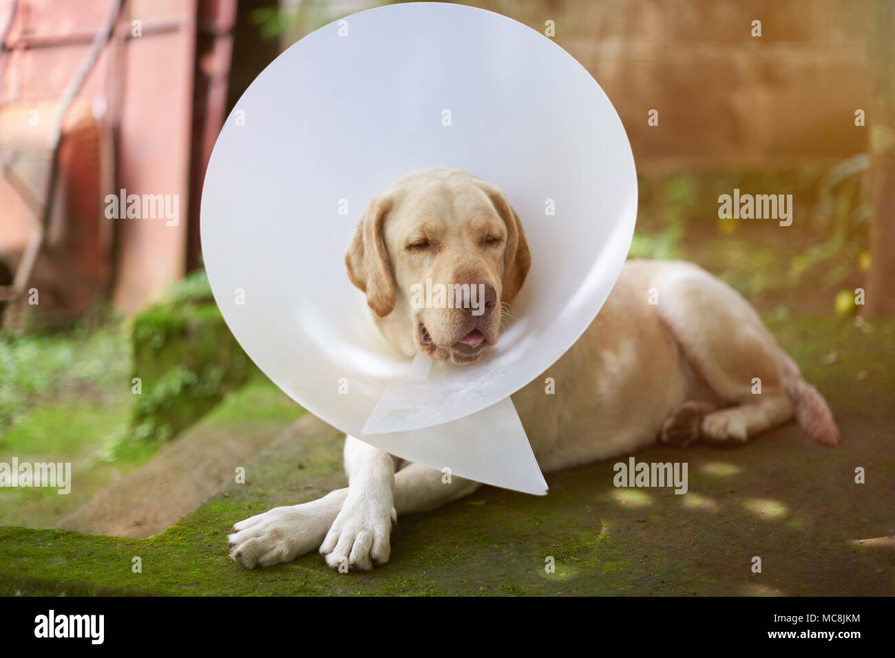Labrador dog sleeping with collar cone on his neck Stock Photo
