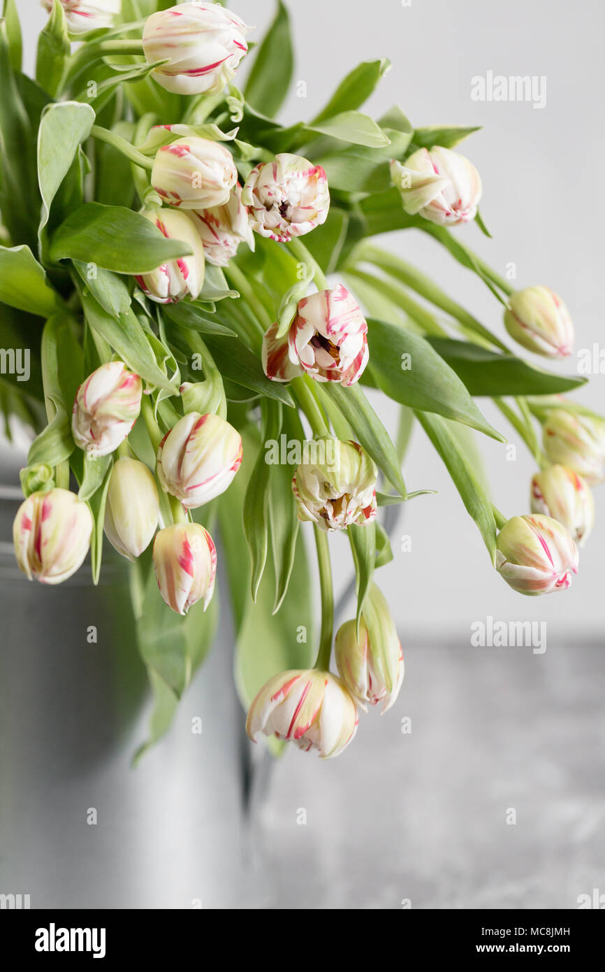 Spring Flower Wallpapers Hd Wallpapers Plus