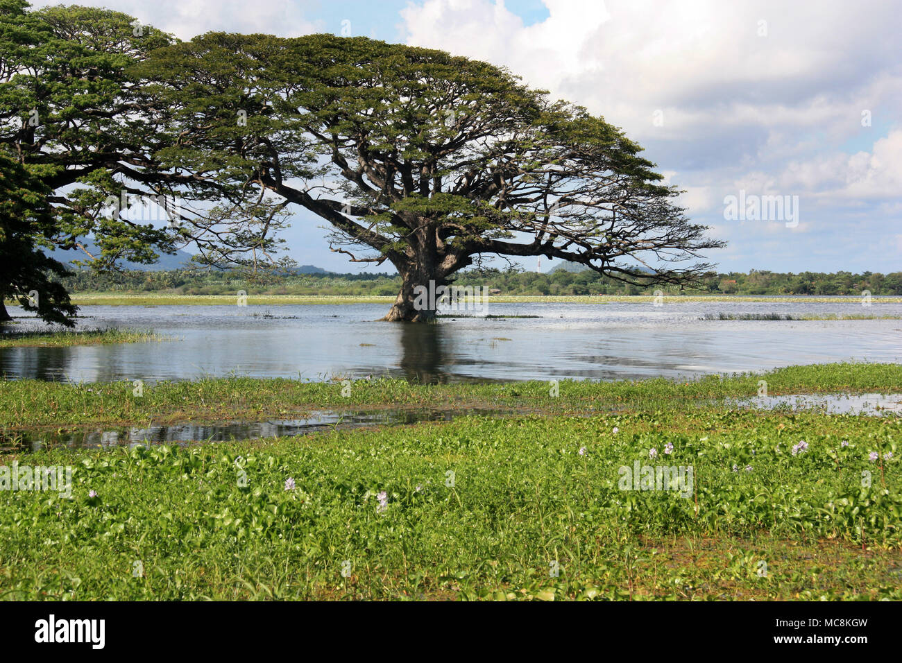 Giant Trees and Water Hyacinth in Sri Lanka Stock Photo