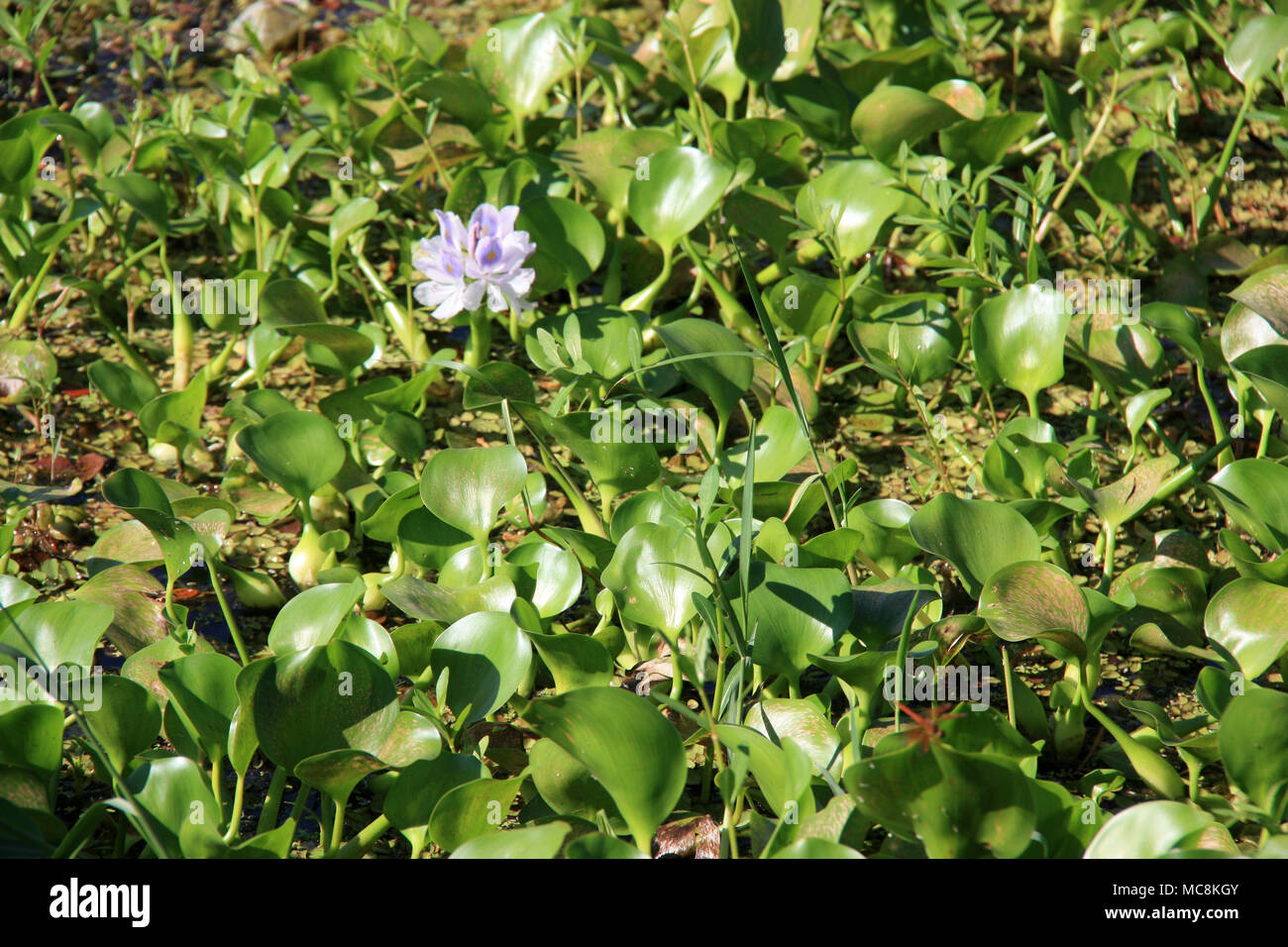 Water hyacinth (eichhornia crassipes) growing on/in a lake near Tissamaharama in Sri Lanka Stock Photo