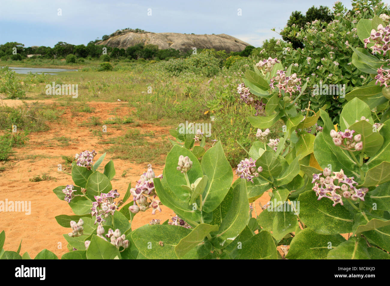 Lavender colored Crown Flowers (calotropis gigantea) at the Yala