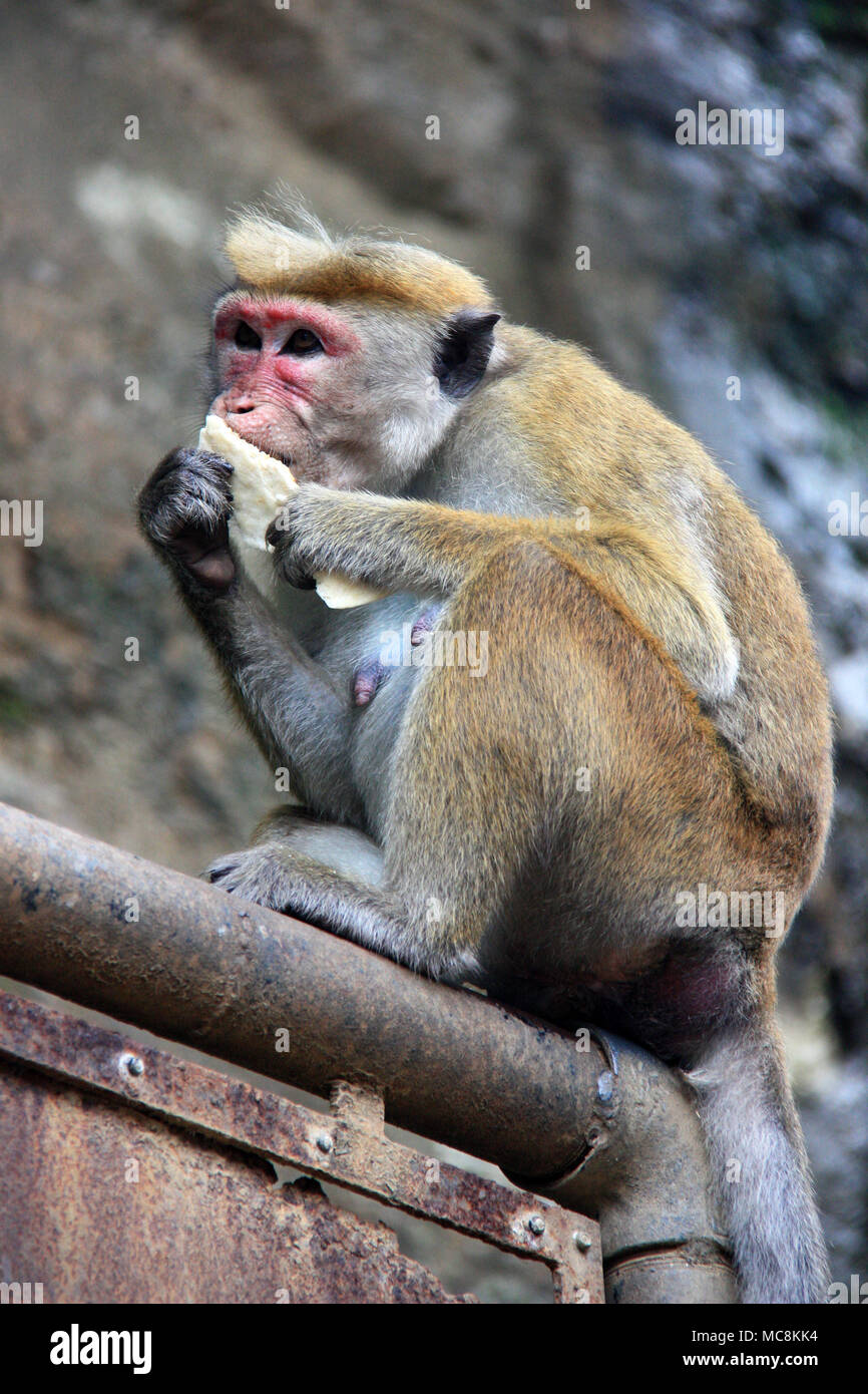 A Toque Macaque sitting on a road sign in Sri Lanka Stock Photo