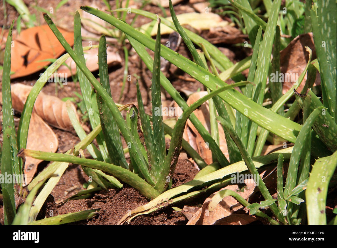 Aloevera Plant near Dambulla, Sri Lanka Stock Photo