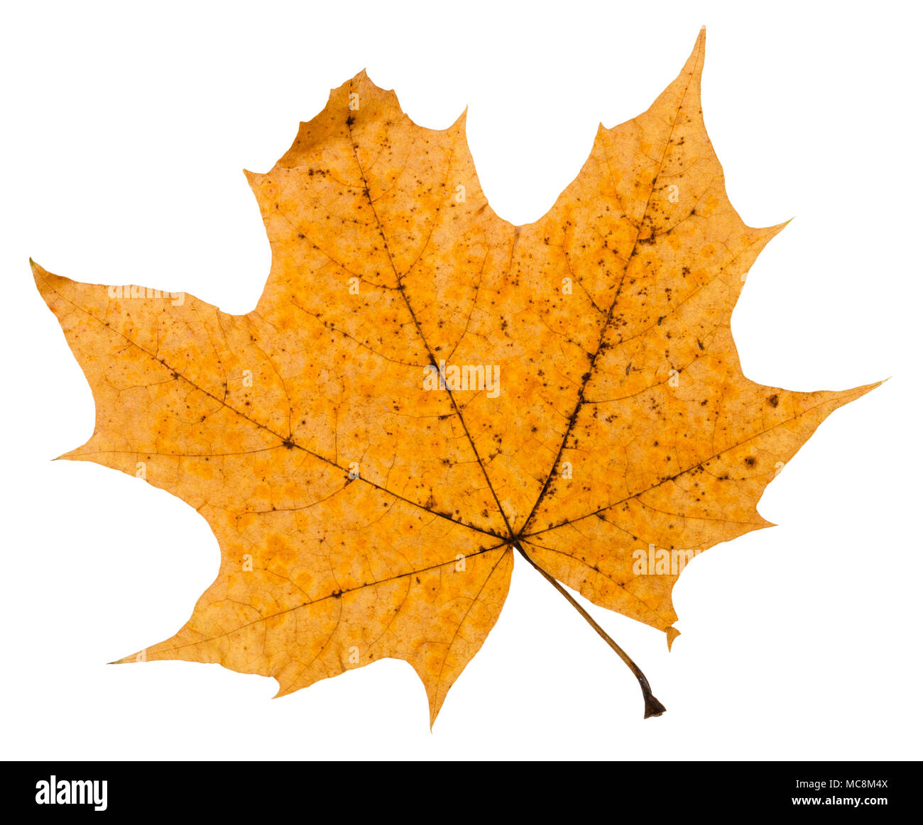 broken autumn leaf of maple tree isolated on white background Stock Photo
