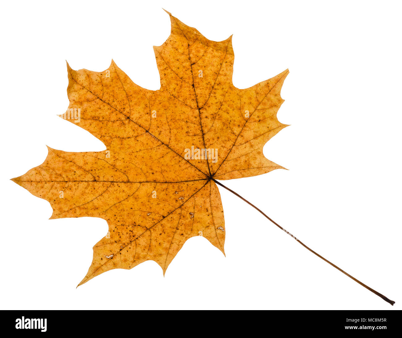yellow autumn leaf of maple tree isolated on white background Stock Photo