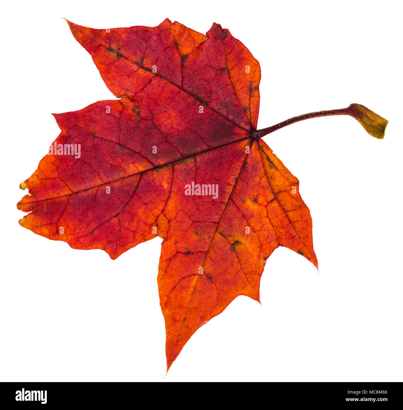 red autumn leaf of maple tree isolated on white background Stock Photo