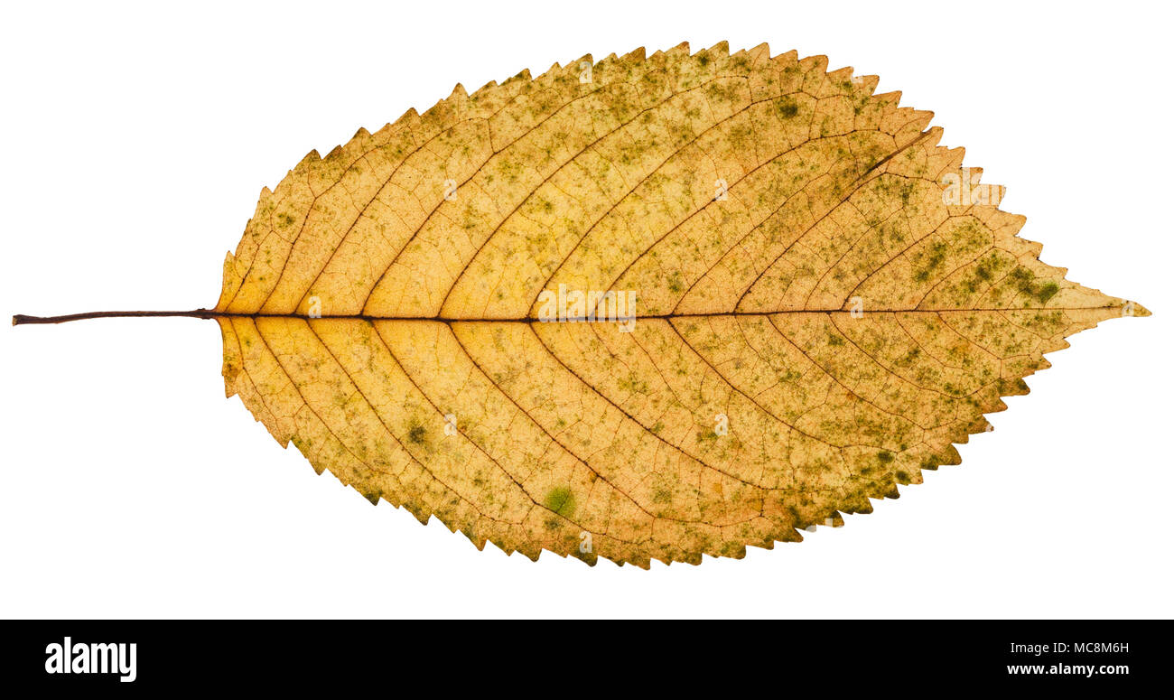 fallen yellow leaf of prunus tree isolated on white background Stock Photo