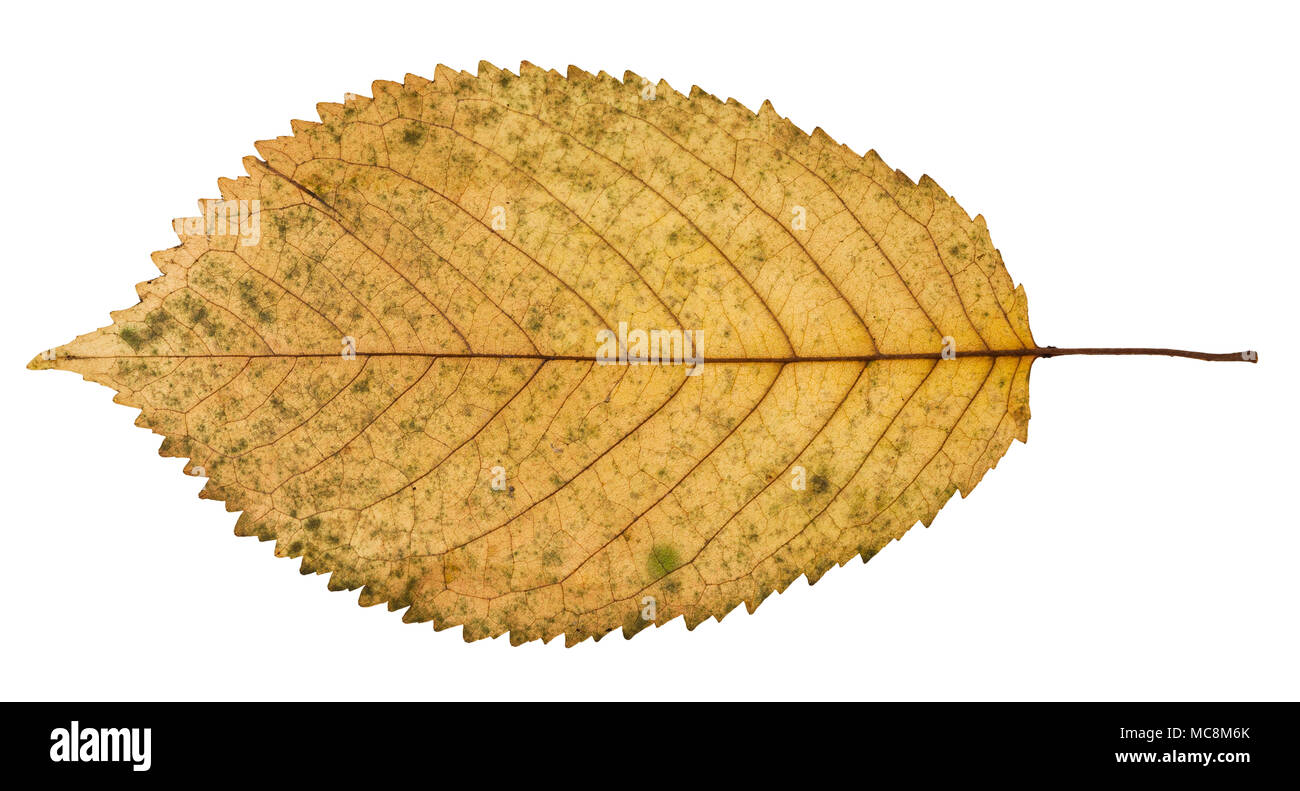 back side of fallen yellow leaf of prunus tree isolated on white background Stock Photo