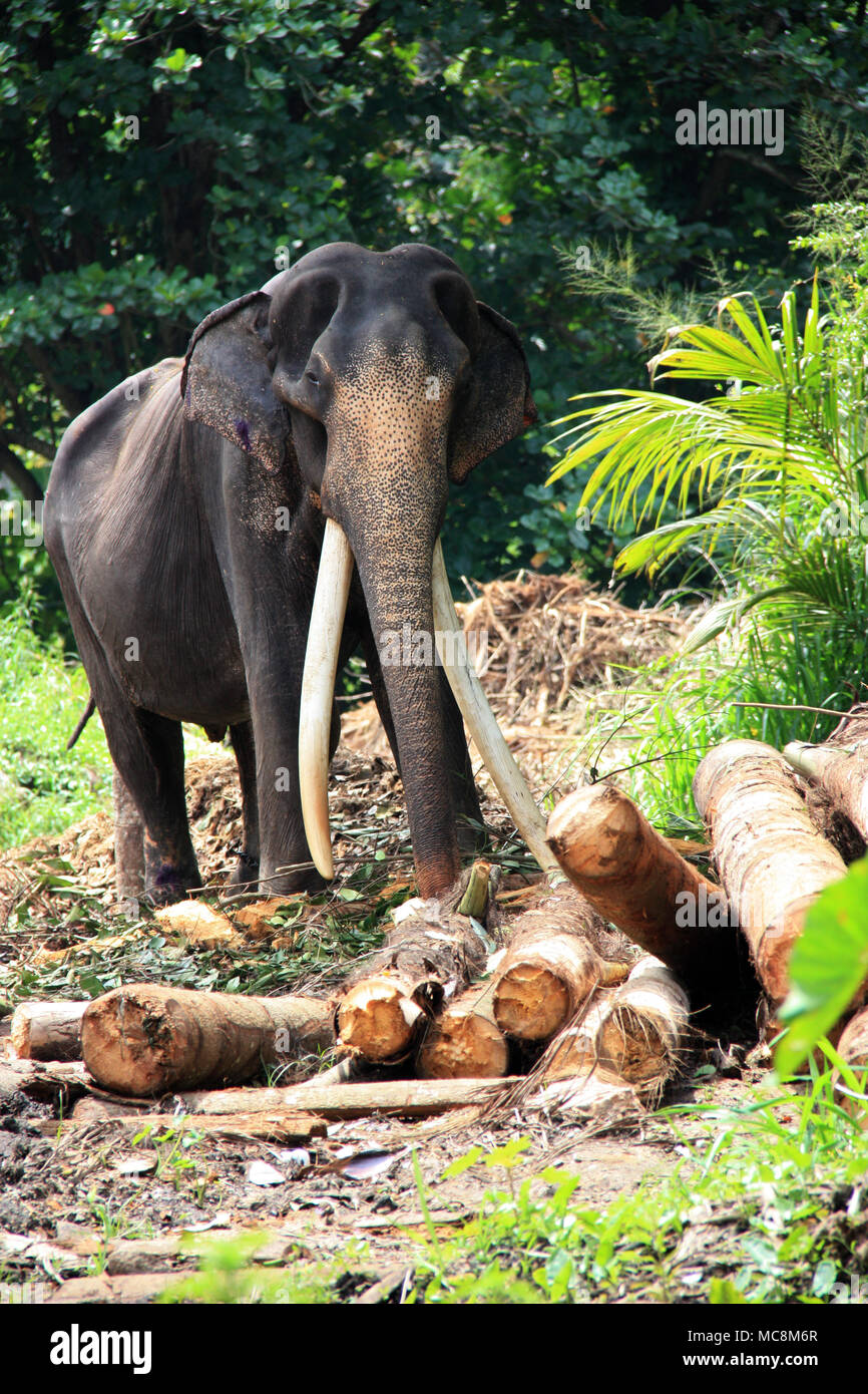 A male Sri Lankan elephant with long tusks used as a working animal in