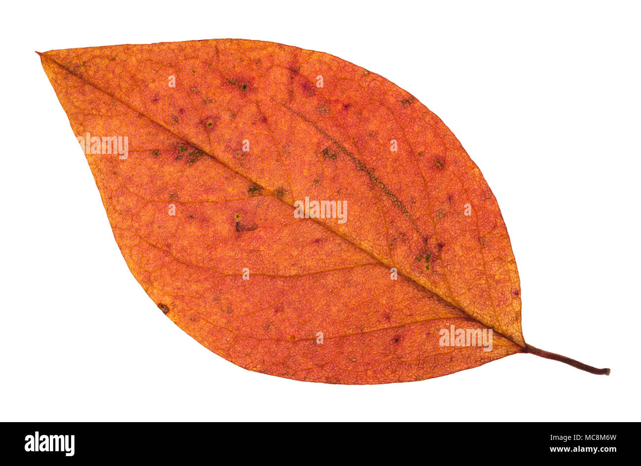fallen autumn red leaf of apple tree isolated on white background Stock Photo