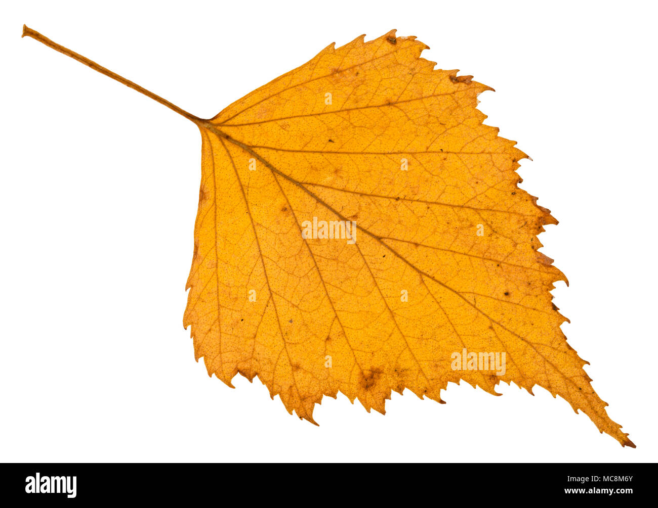 fallen autumn yellow leaf of birch tree isolated on white background Stock Photo