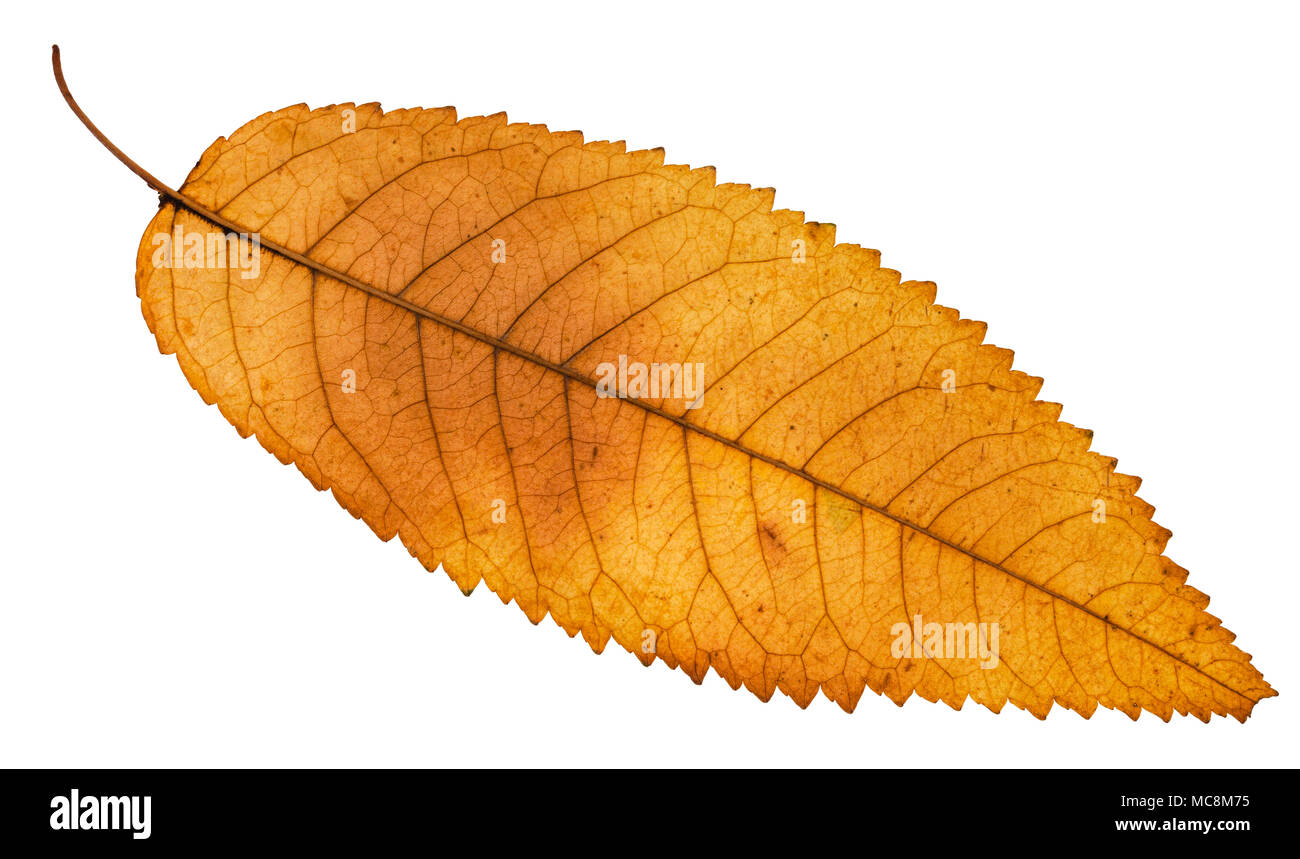 back side of autumn yellow leaf of ash tree isolated on white background Stock Photo