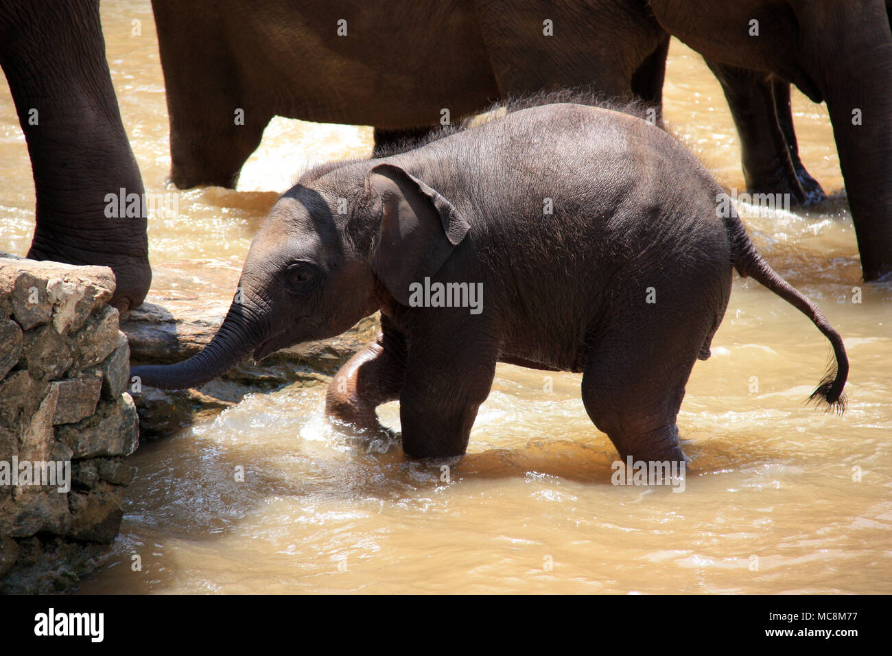 Cute Baby Elephant taking a bath at the Pinnawala Elephant Orphanage in