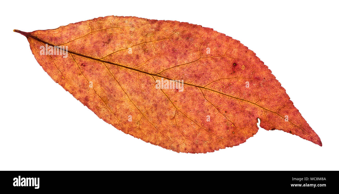 dried leaf of willow tree isolated on white background Stock Photo - Alamy