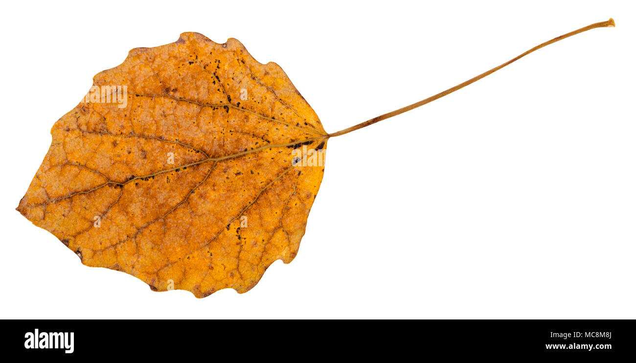 back side of fallen leaf of aspen tree isolated on white background Stock Photo