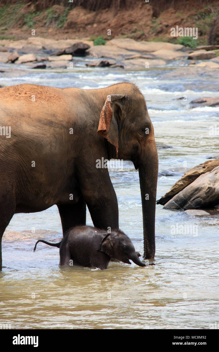 Little red elephant hires stock photography and images Alamy