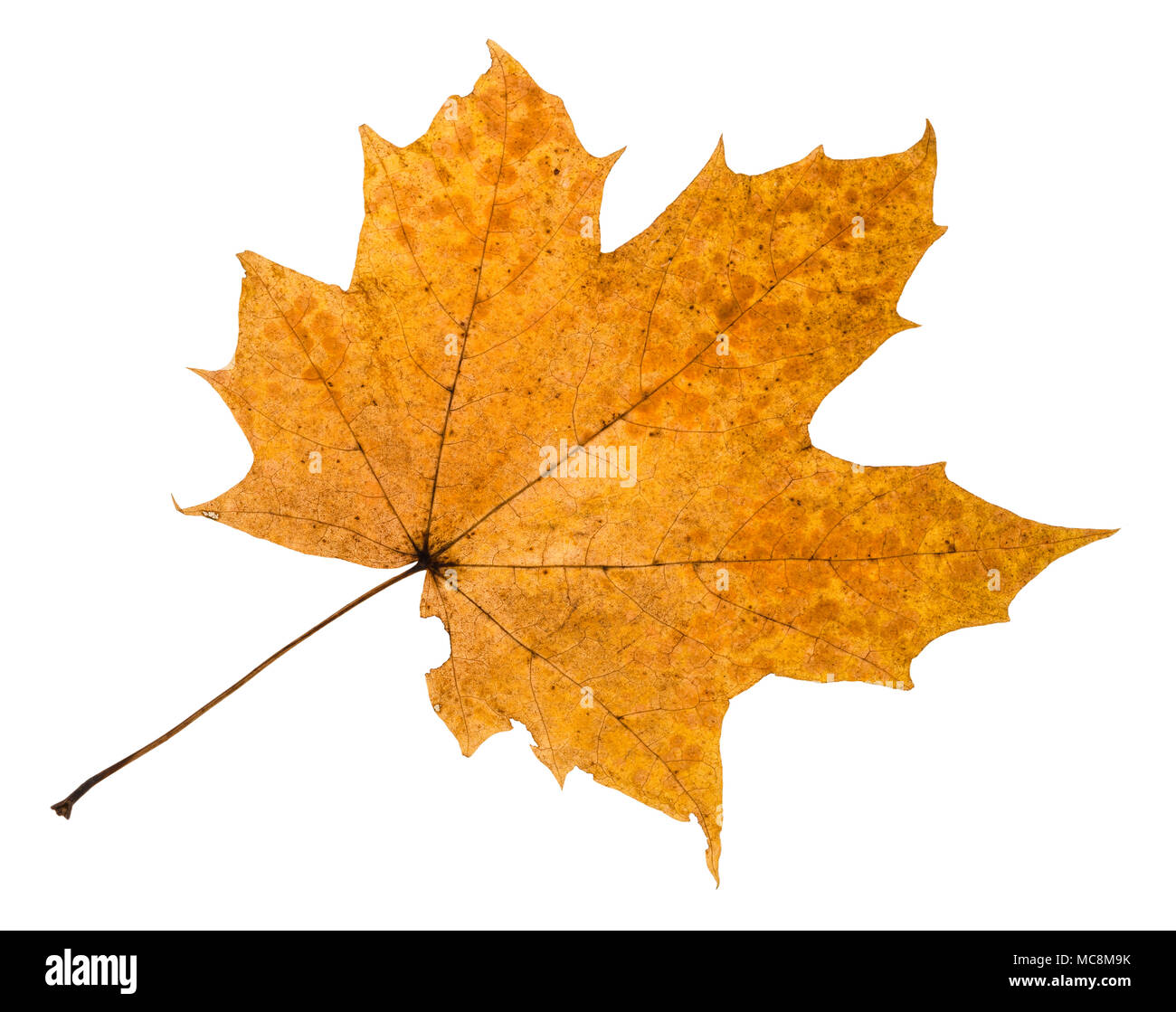 autumn rotten leaf of maple tree isolated on white background Stock Photo
