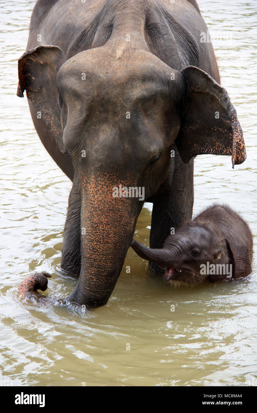 Cute Baby Elephant and Mother taking a bath at the Pinnawala Elephant Orphanage in Sri Lanka Stock Photo