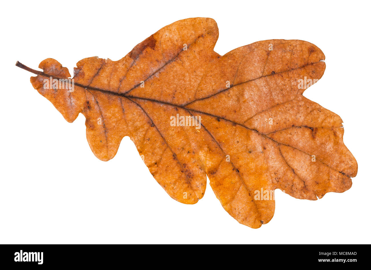 brown leaf of oak tree isolated on white background Stock Photo