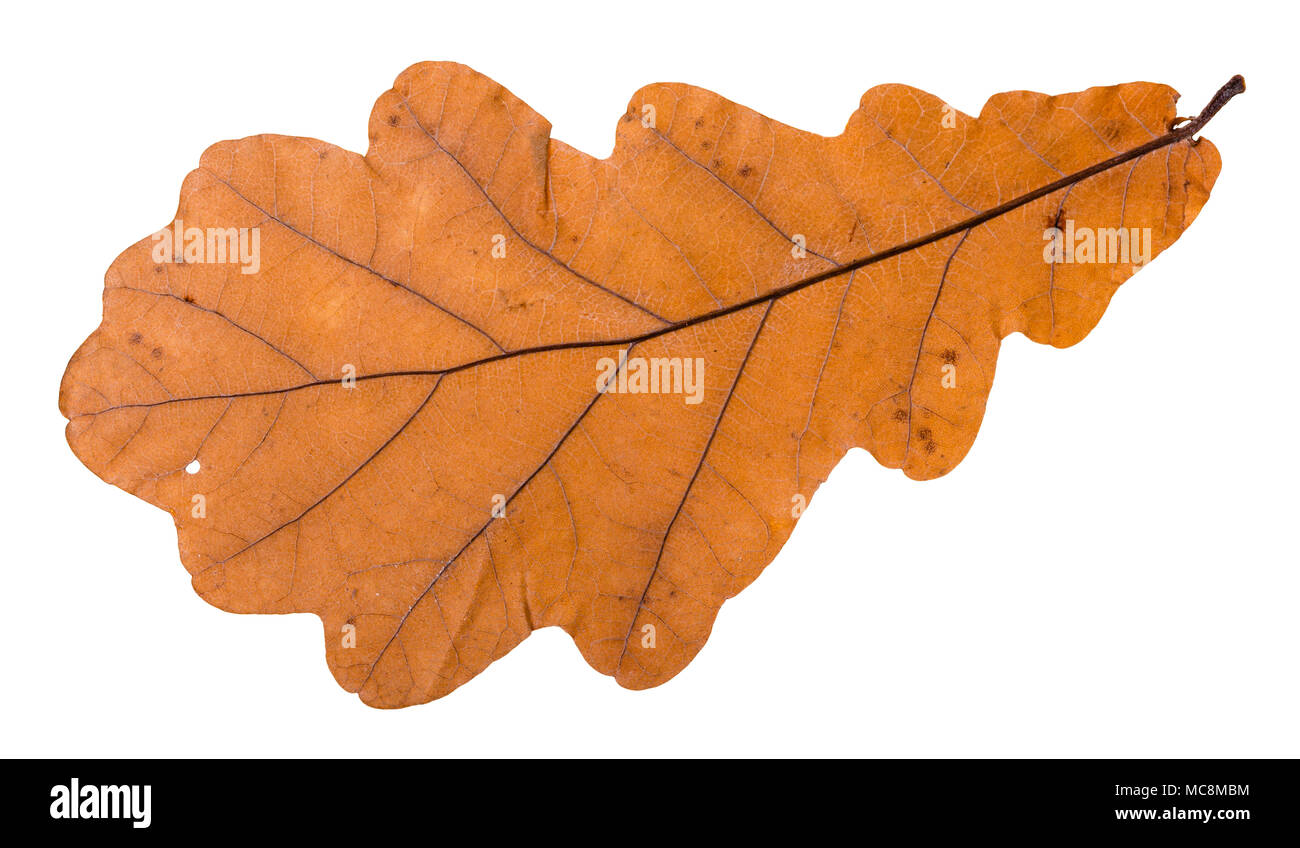 autumn leaf of oak tree isolated on white background Stock Photo - Alamy
