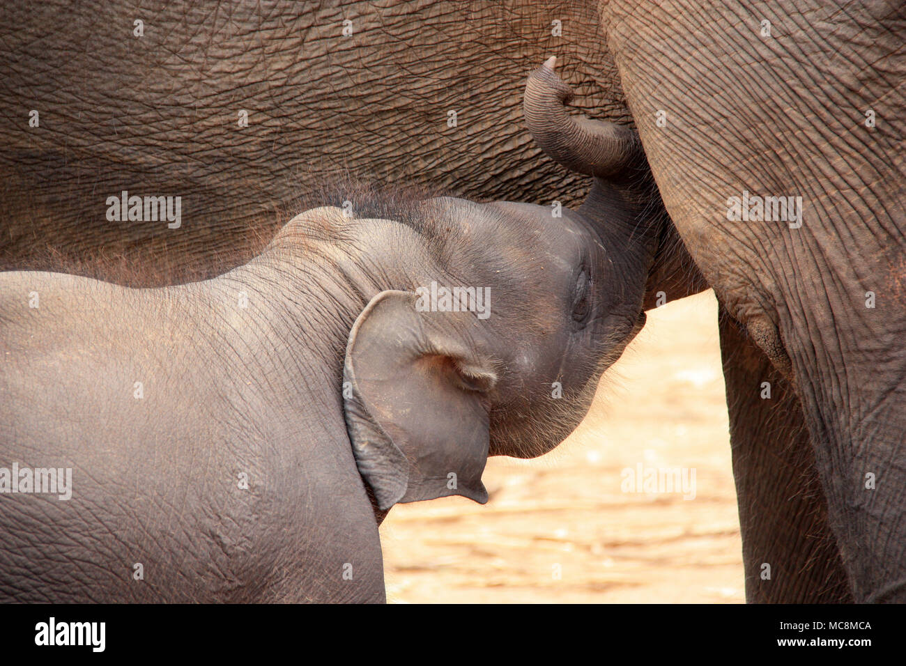 Baby Elephant Drinking Milk From The Mother High Resolution Stock Photography And Images Alamy