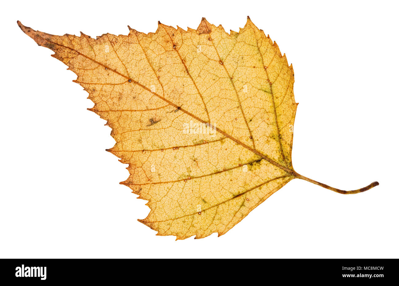 back side of fallen leaf of birch tree isolated on white background Stock Photo