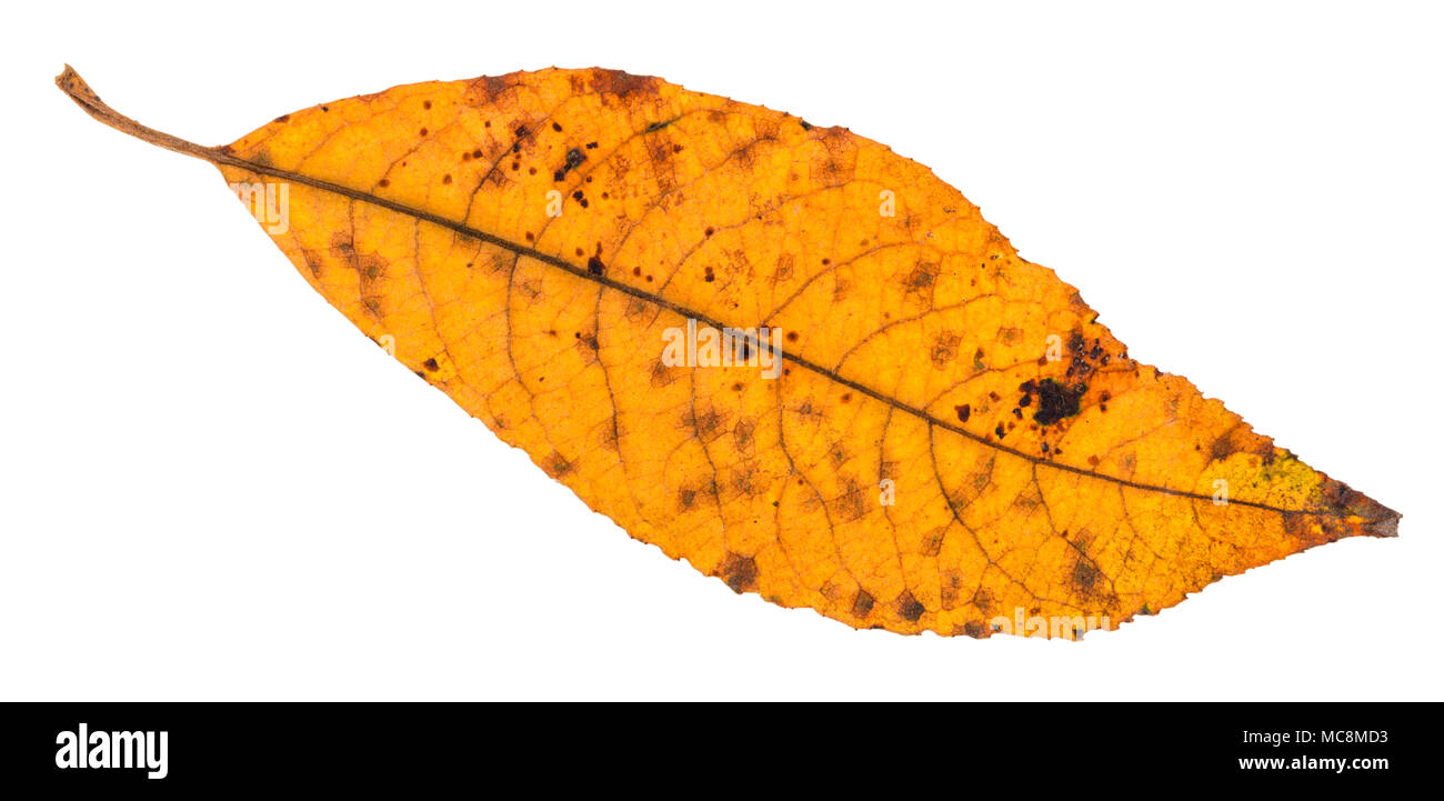Yellow Dried Leaves of Neem Tree on the Ground. Stock Image - Image of  leaf, leaves: 242797855
