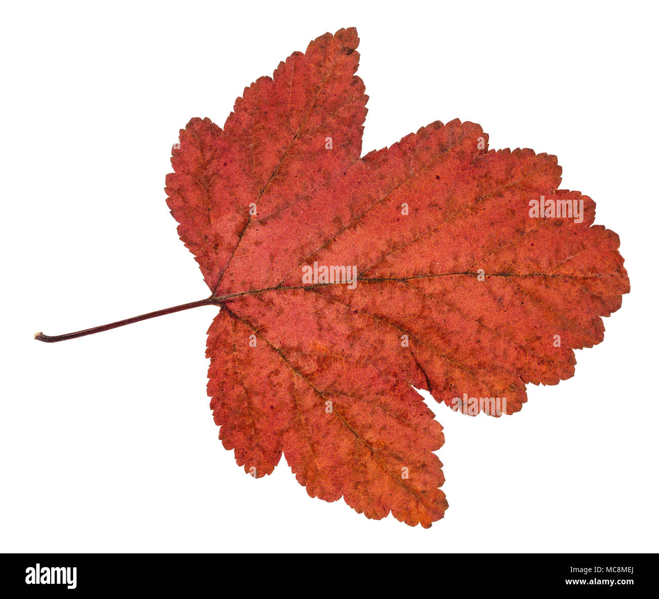 dried red leaf of viburnum tree isolated on white background Stock Photo