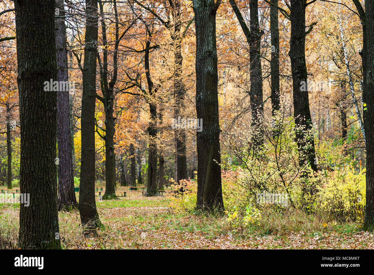 path between trees in urban Timiryazevskiy park in Moscow city in ...
