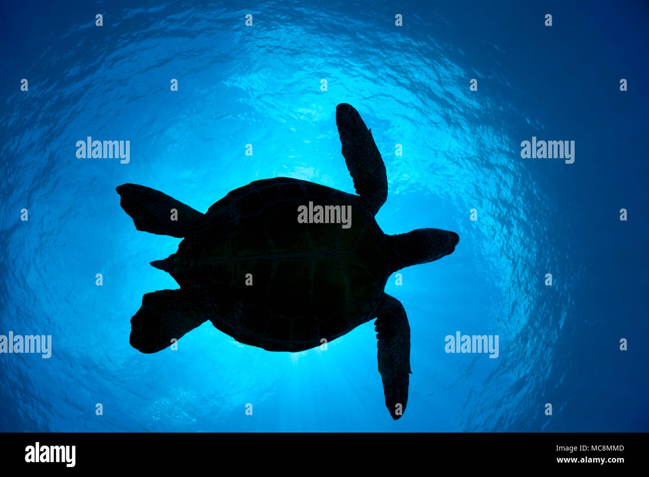 The silhouette of a large green sea turtle, Chelonia mydas, an ...