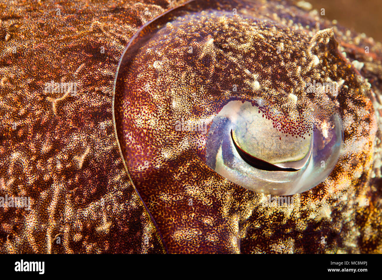 The eye of a broadclub cuttlefish, Sepia latimanus, Bali, Indonesia. Stock Photo
