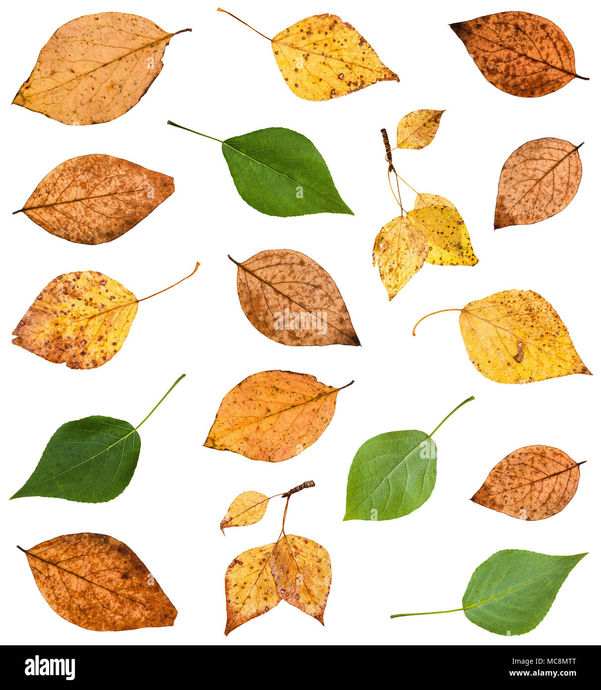 set of various leaves of poplar trees isolated on white background Stock Photo