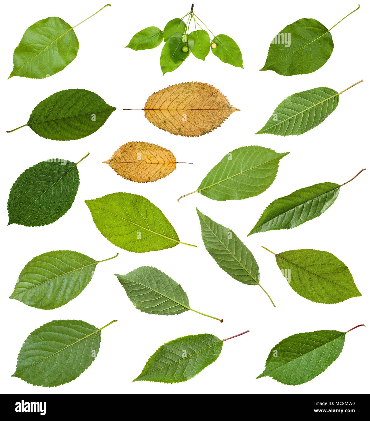 set of various leaves of prunus trees isolated on white background Stock Photo