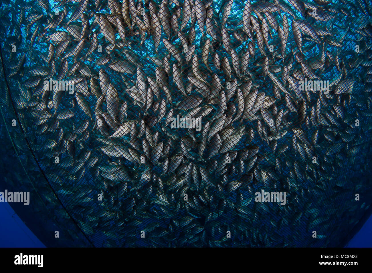 Almaco jack, Seriola rivoliana, in the pen at a fish farm off The Big Island, Hawaii. Stock Photo