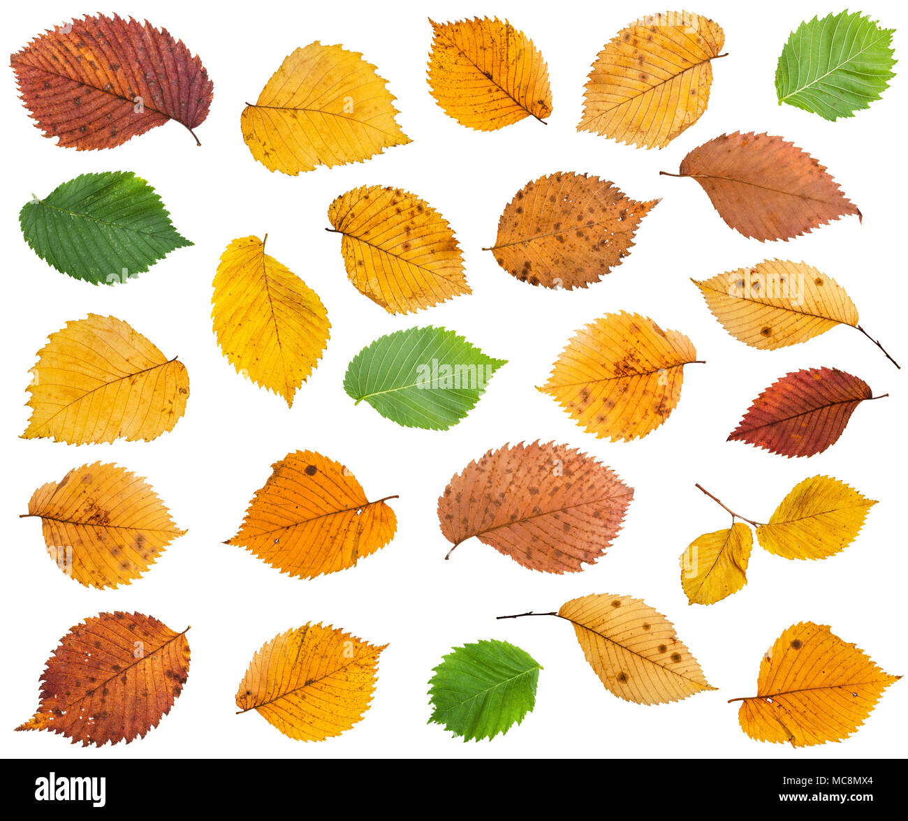 set of various leaves of elm trees isolated on white background Stock Photo