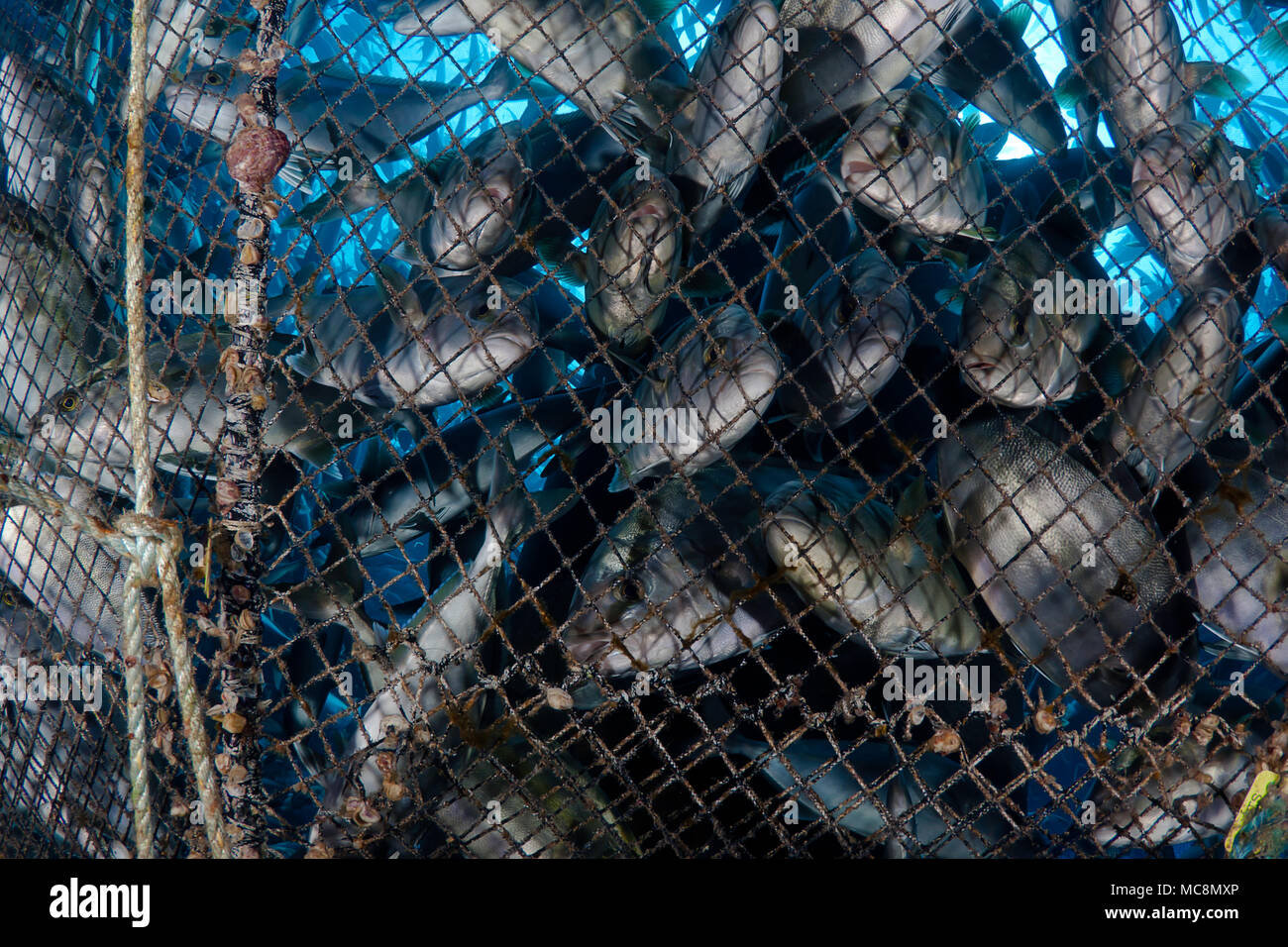 Almaco jack, Seriola rivoliana, in the pen at a fish farm off The Big Island, Hawaii. Stock Photo