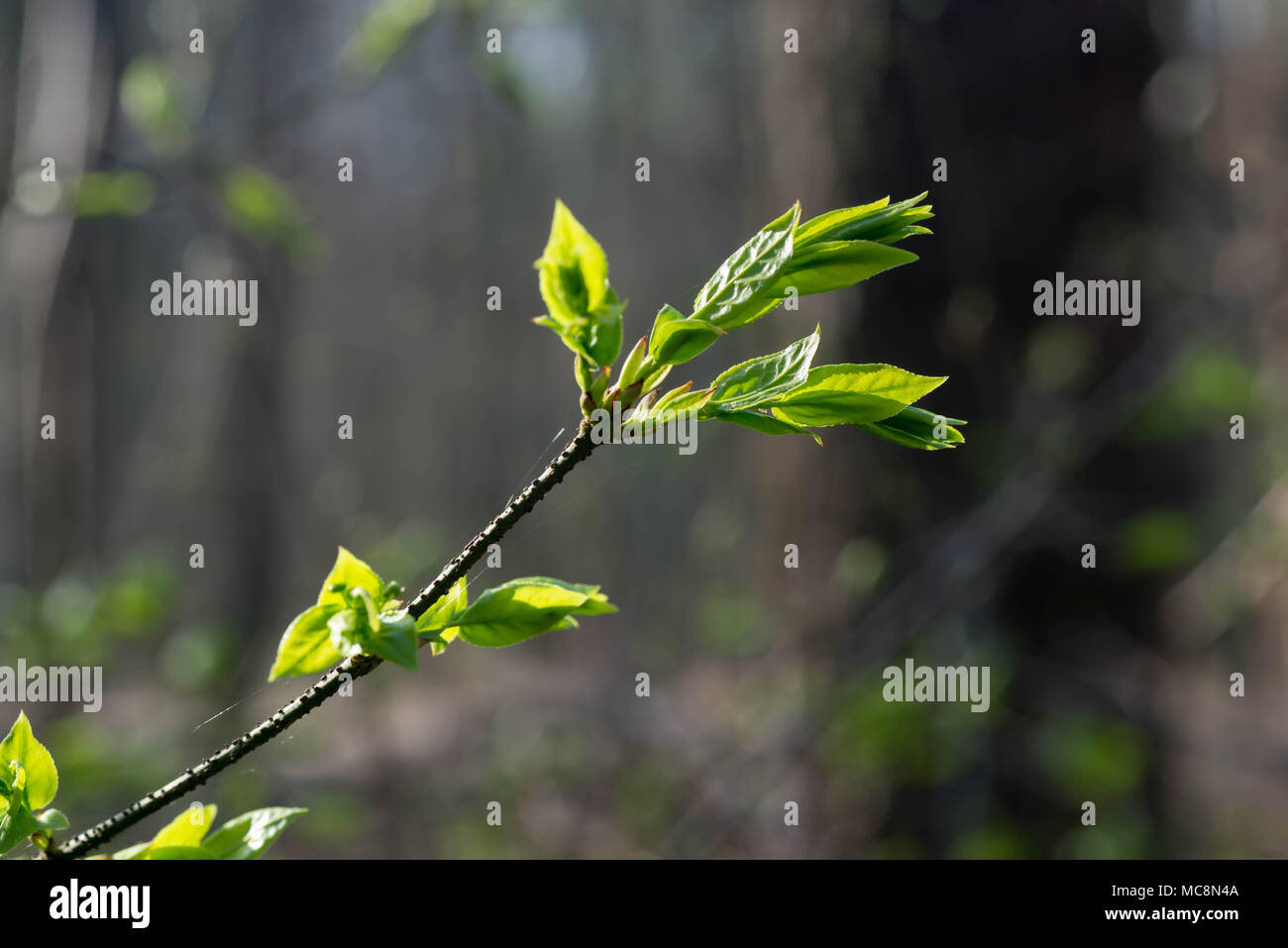 Detailed macro leaves hi-res stock photography and images - Alamy