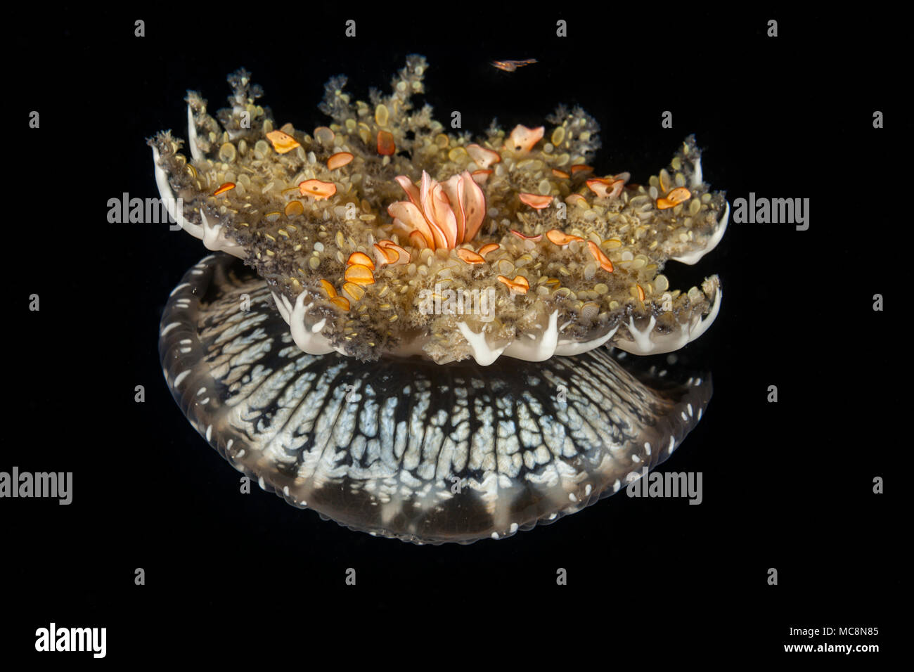 Imitating it's close relative the sea anemones, this upsidedown jellyfish, Cassiopea medusae, is frequently seen resting, bell down, tentacles up, on  Stock Photo