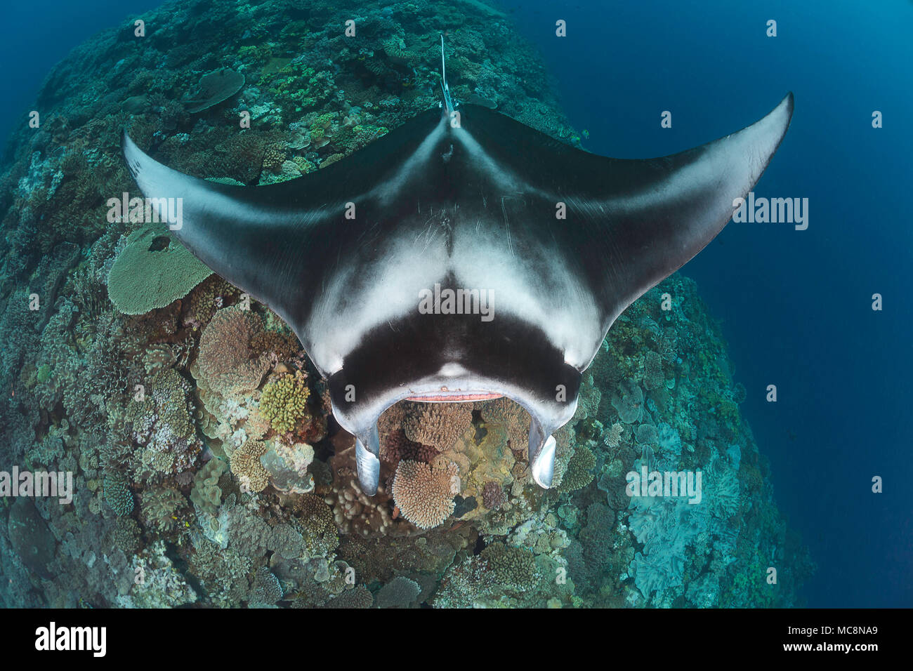 A manta ray, Manta alfredi, gets close to the reef to be inspected by small cleaner wrasse on Manta Reef off the island of Kandavu, Fiji. Stock Photo
