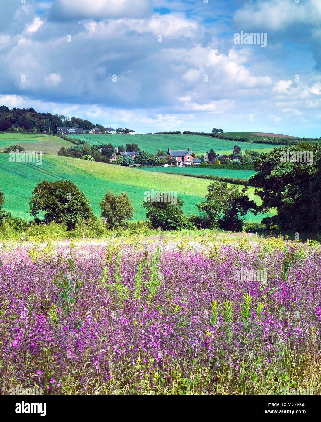 A summer view of the hilly Cheshire countryside, England, UK Stock Photo
