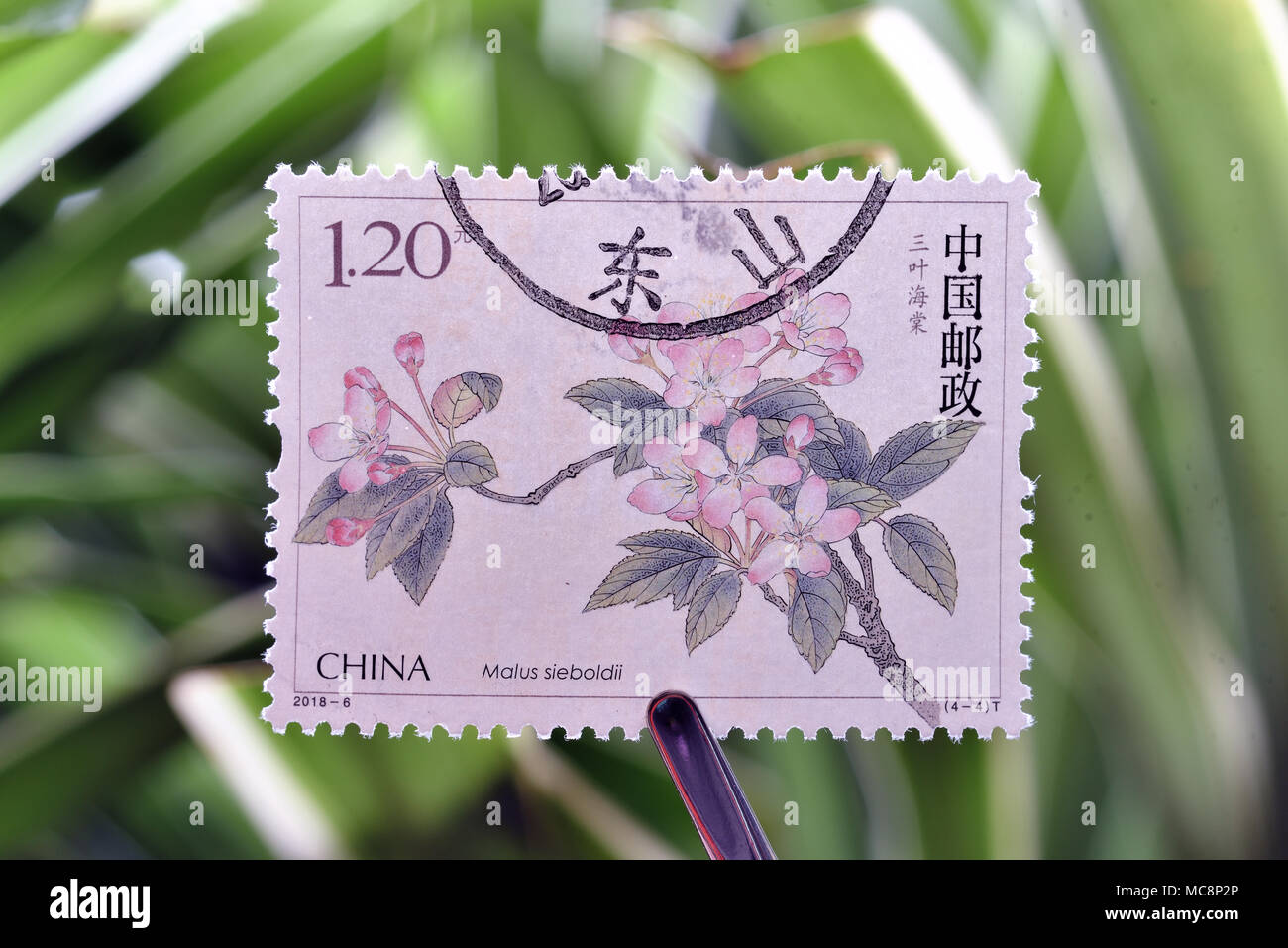 CHINA - CIRCA 2018: A stamps printed in China shows 2018-6 Chinese Flowering Crabapple  (4-4), Sanye Haitang (Malus Sieboldii), 120 fen, 40 * 30 mm, c Stock Photo