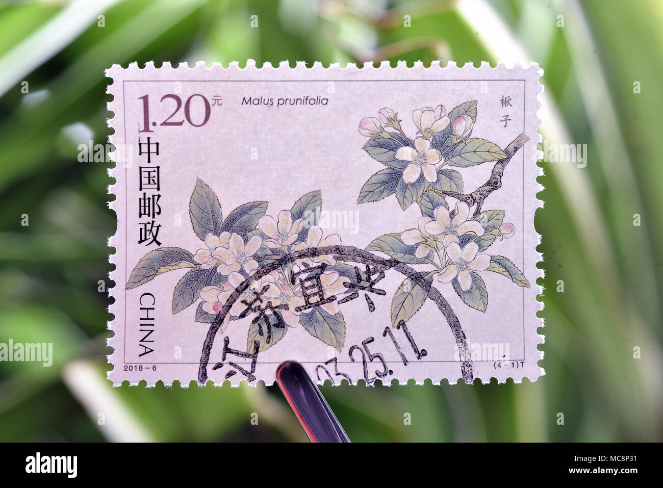 CHINA - CIRCA 2018: A stamps printed in China shows 2018-6 Chinese Flowering Crabapple (4-1), Qiuzi (Malus Prunifolia), 120 fen, 40 * 30 mm, circa 201 Stock Photo
