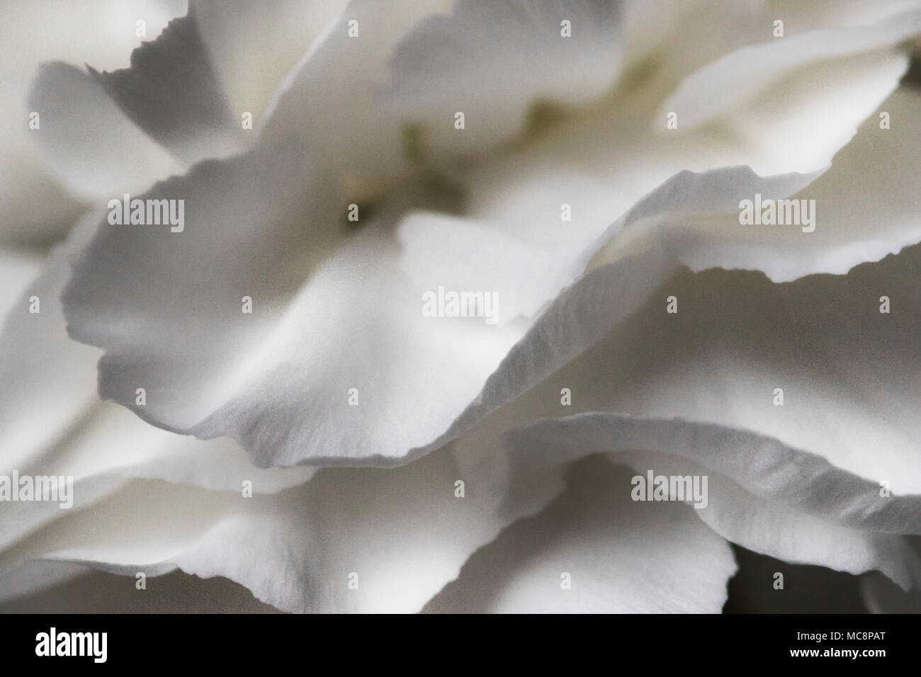 Carnation texture hi-res stock photography and images - Alamy